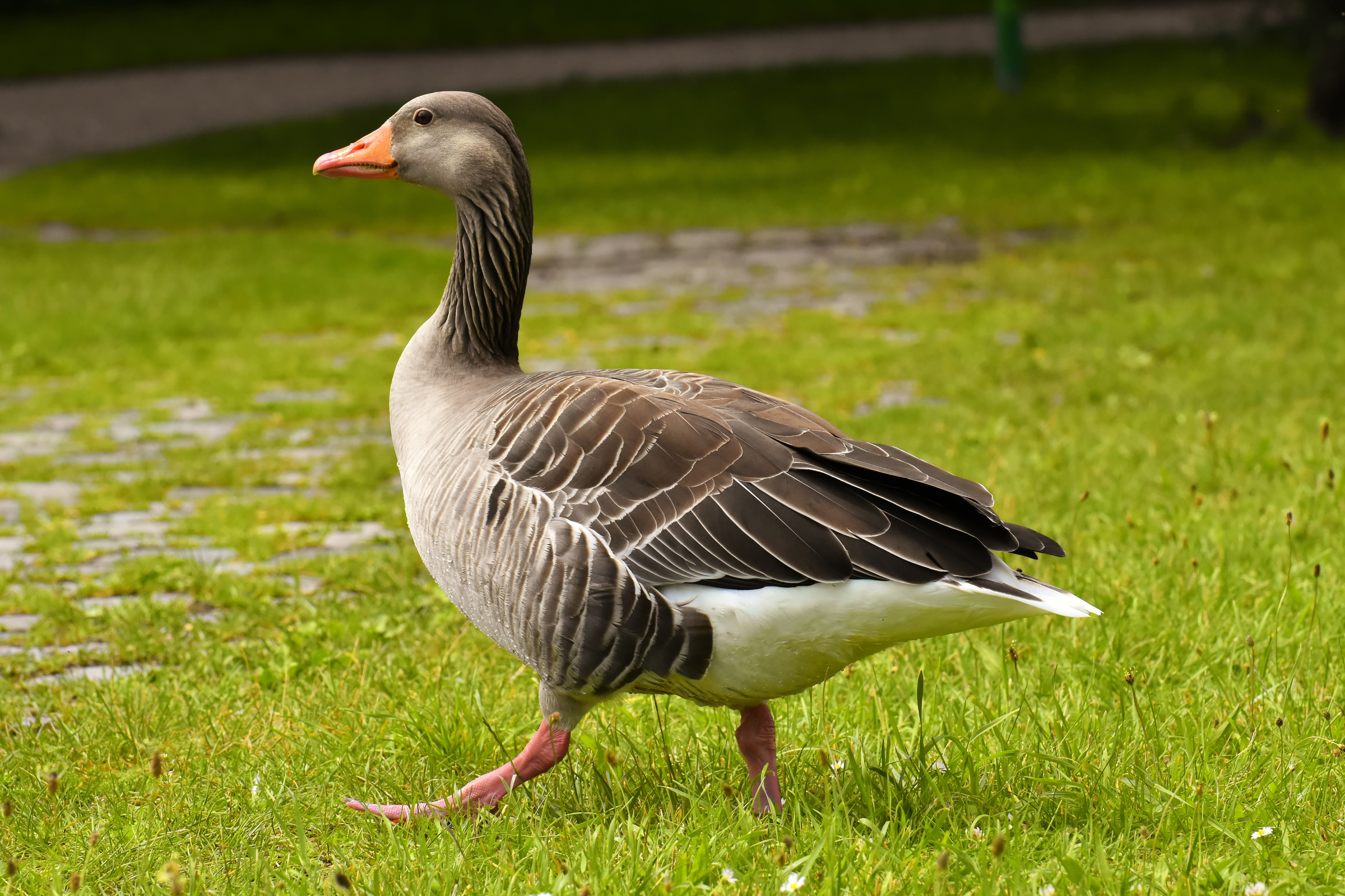 Wild Goose in Nature
